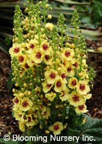 Verbascum 'Dark Eyes'